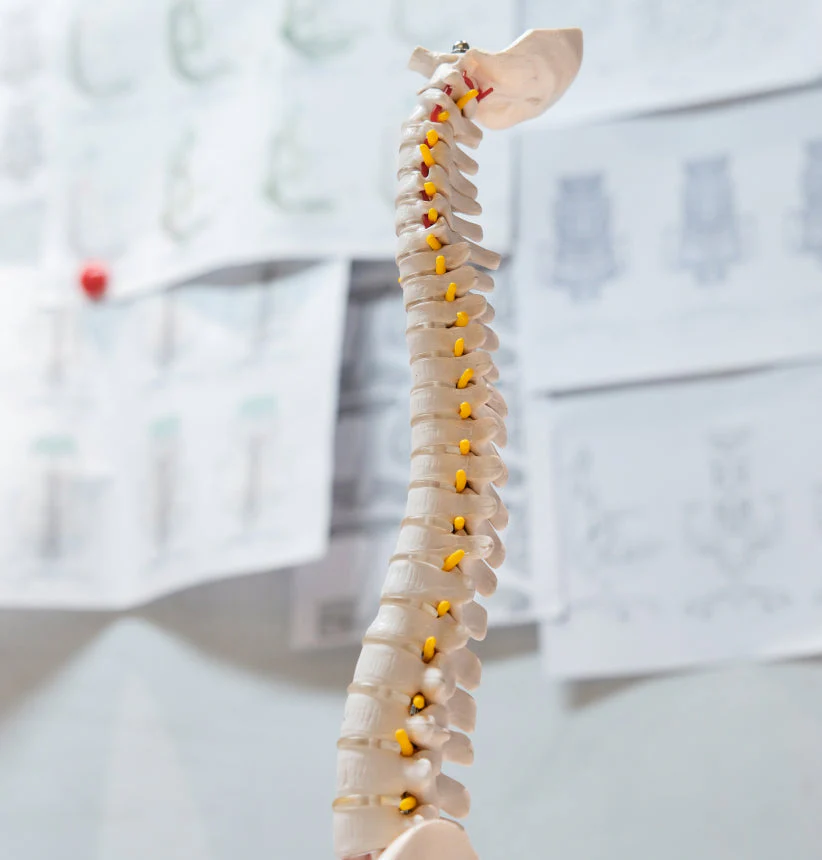 Modelo anatômico da coluna vertebral em laboratório